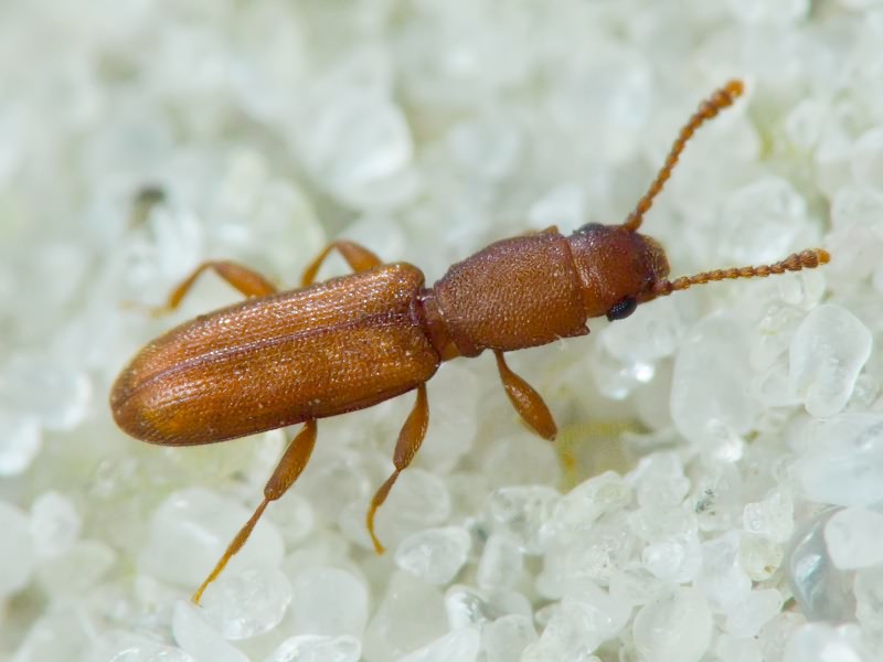 Silvanus unidentatus (A. G. Olivier, 1790)
